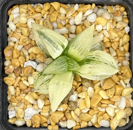 HAWORTHIA PICTA REVERSE VARIEGATE - Image 3