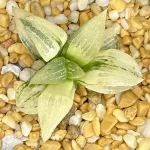 HAWORTHIA PICTA REVERSE VARIEGATE