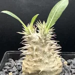 PACHYPODIUM HOROMBENSE