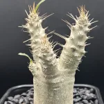 PACHYPODIUM SAUNDERSII