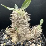 PACHYPODIUM DENSIFLORUM