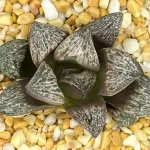HAWORTHIA TWELVE INCAS ROSE