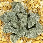 HAWORTHIA ANGEL (EX-RENNY)