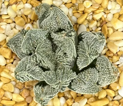 HAWORTHIA ANGEL (EX-RENNY)