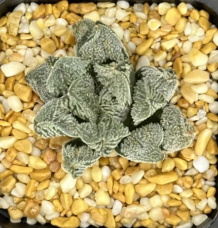 HAWORTHIA ANGEL (EX-RENNY) - Image 3
