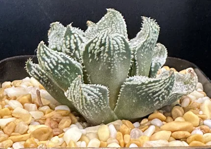 HAWORTHIA ANGEL (EX-RENNY) - Image 4