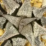 HAWORTHIA ‘STERLING STAR’ SERIES - CLONE 1 (GM)