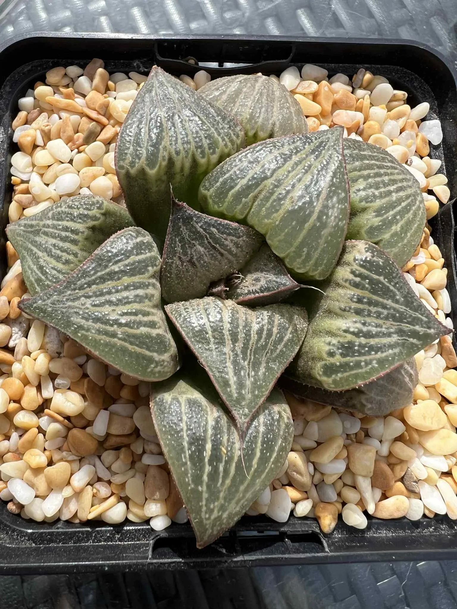 HAWORTHIA SPLENDENS LOVE - 7cm