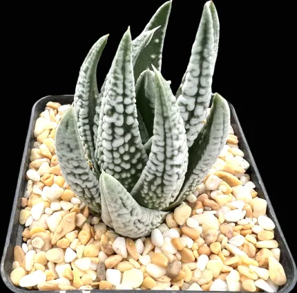 HAWORTHIA TULISTA EMPEROR