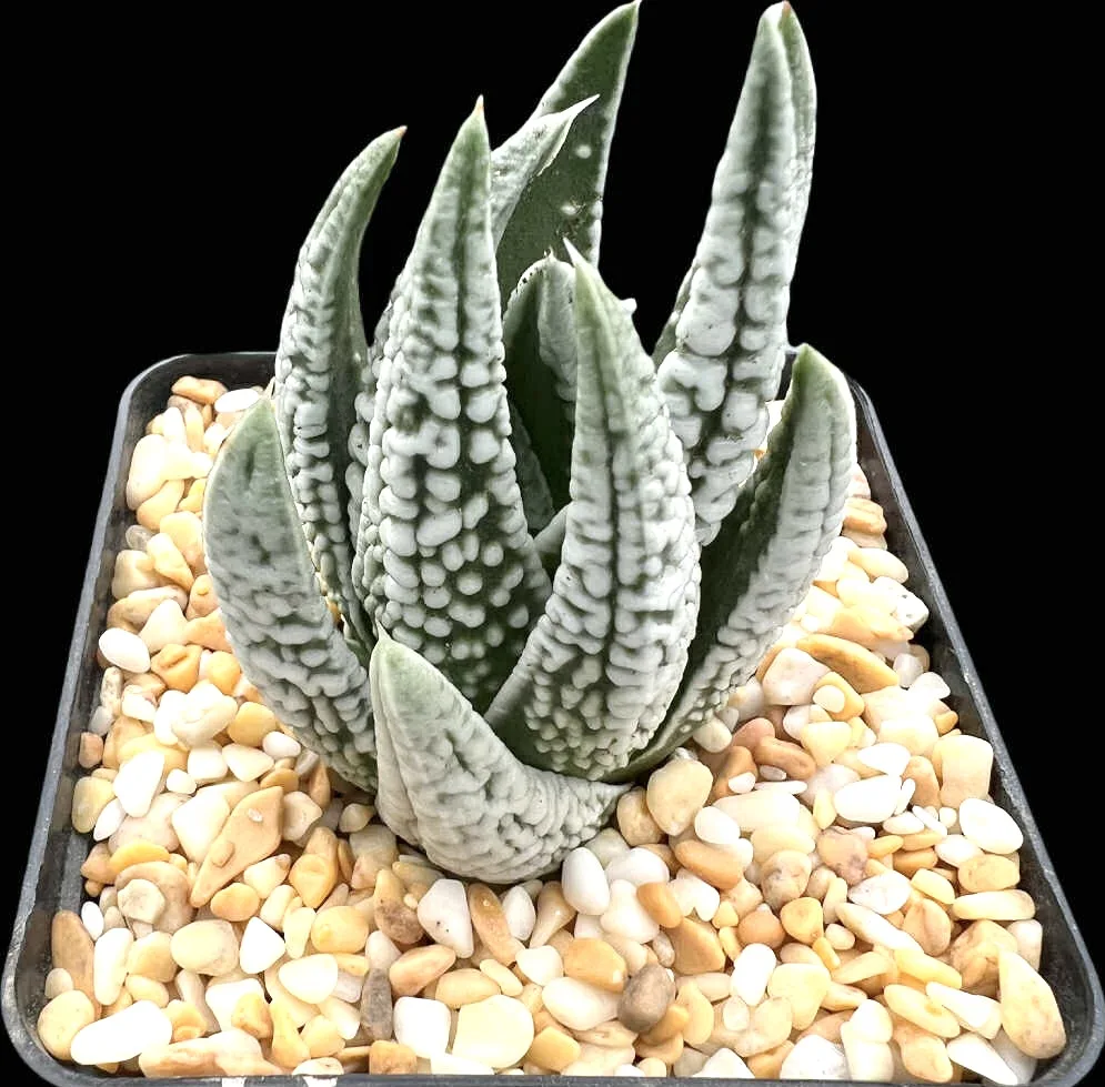 HAWORTHIA TULISTA EMPEROR