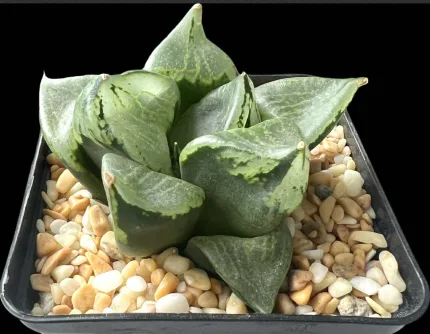 HAWORTHIA URAHANYA