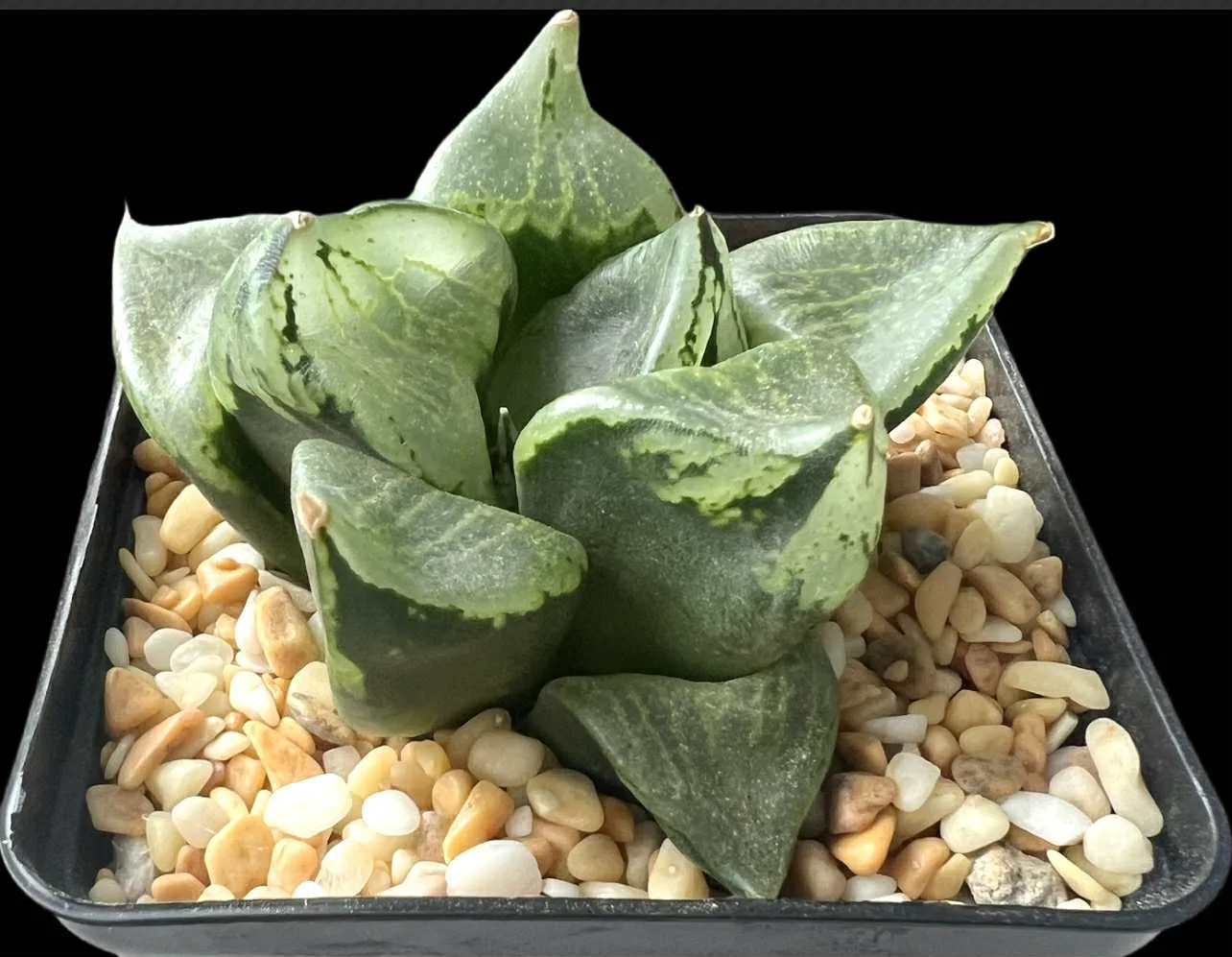 HAWORTHIA URAHANYA