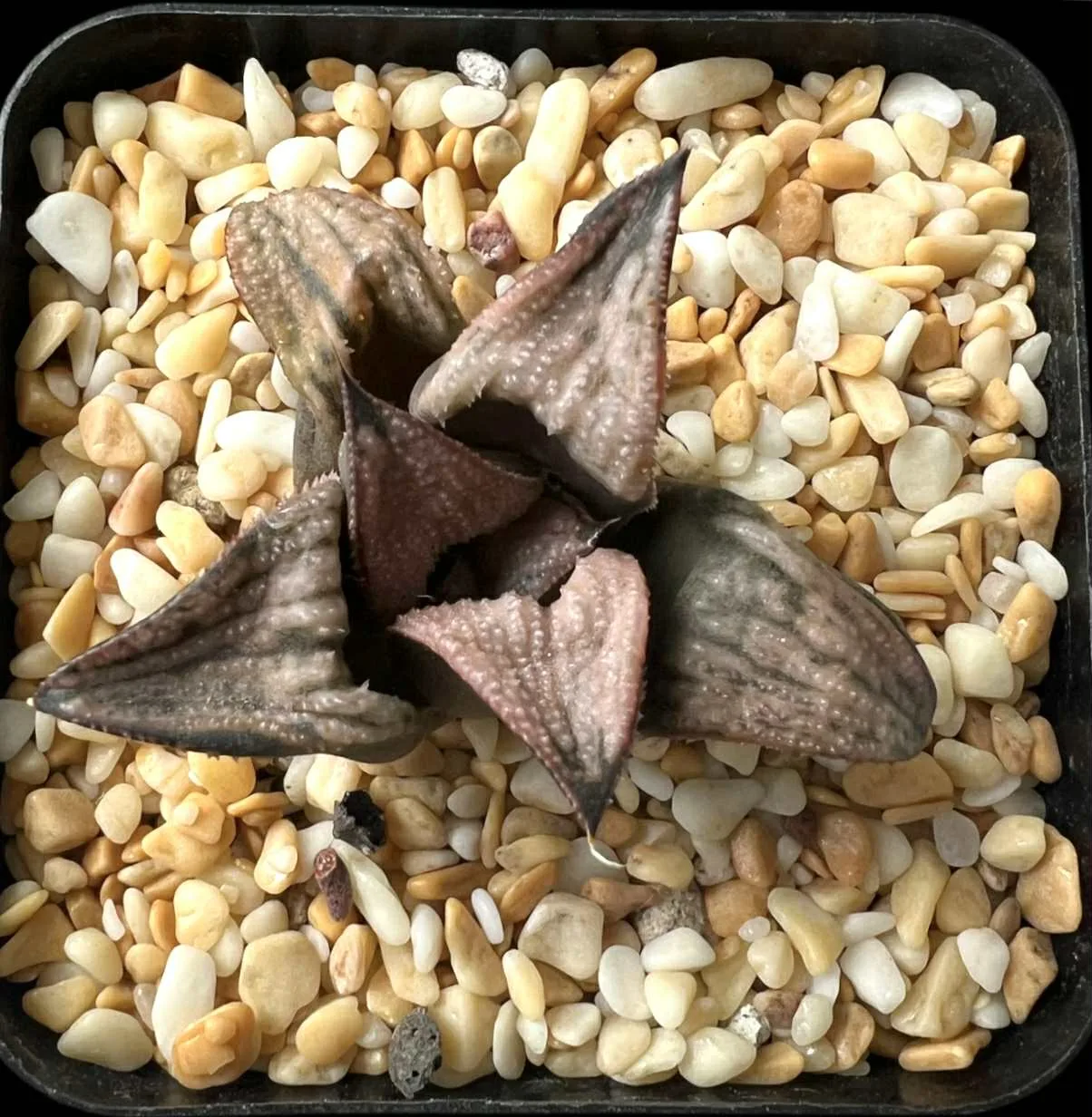 HAWORTHIA PRINCESS KAZUNOMIYA