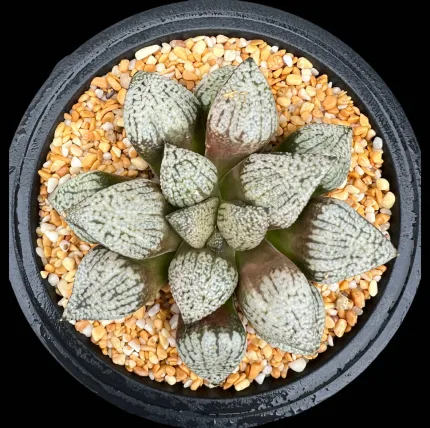 HAWORTHIA SNOW LADY - 13cm - Image 3