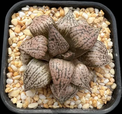 HAWORTHIA SEED GROWN PICTA 1 - EX RENNY - Image 2