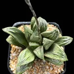 HAWORTHIA GREEN PYGMAEA x BADIA - SEED GROWN - 11cm