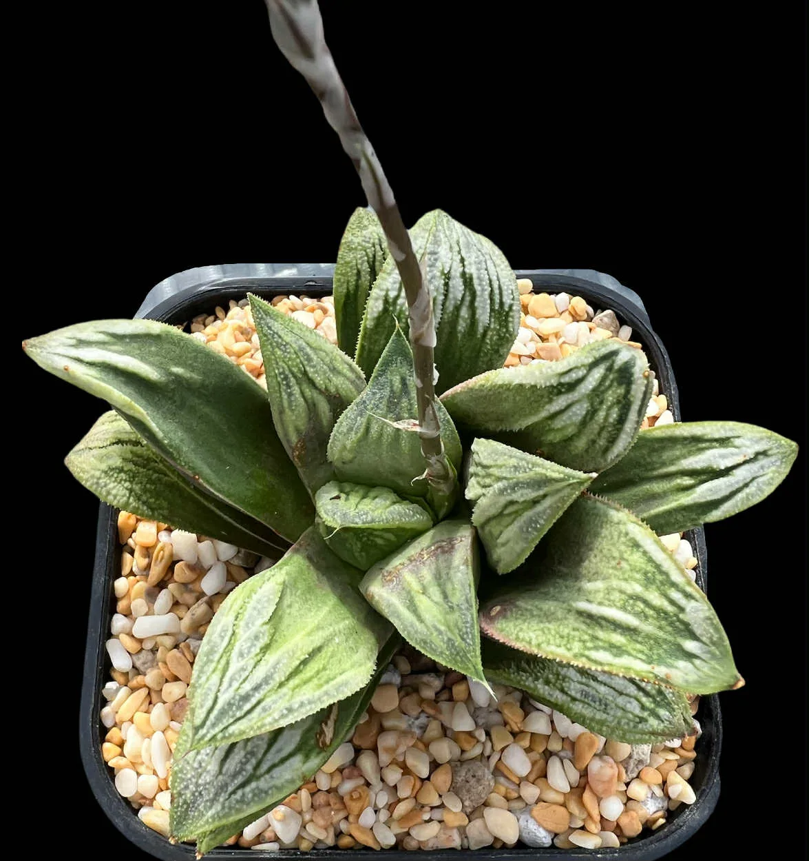 HAWORTHIA GREEN PYGMAEA x BADIA - SEED GROWN - 11cm
