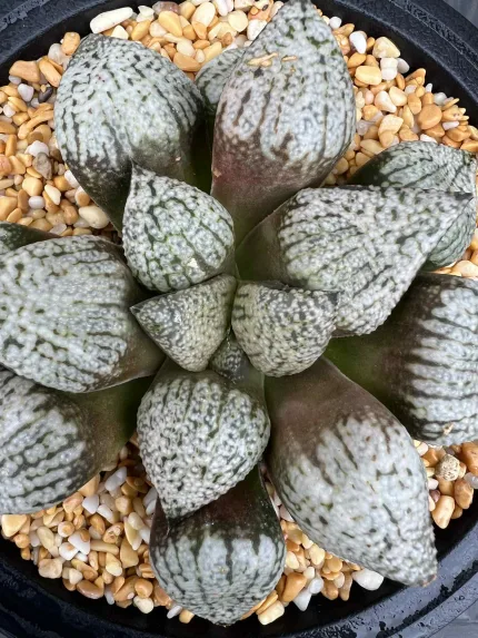 HAWORTHIA SNOW LADY - 13cm - Image 4