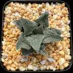 HAWORTHIA MICROMETER