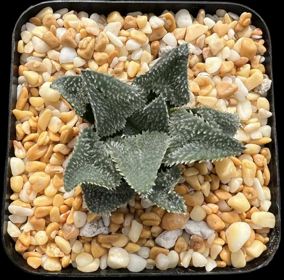HAWORTHIA MICROMETER