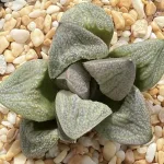 HAWORTHIA SPLENDENS ARIES