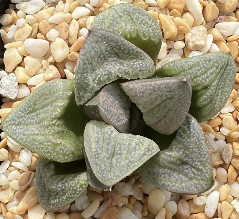 HAWORTHIA SPLENDENS ARIES