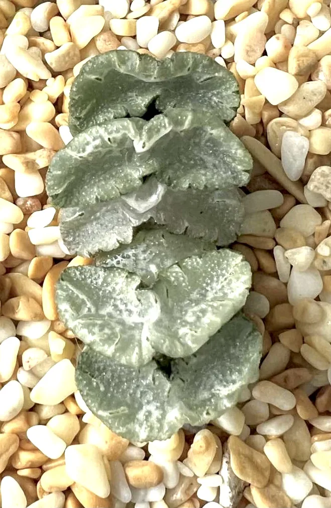 HAWORTHIA TRUNCATA WHITE HAINO