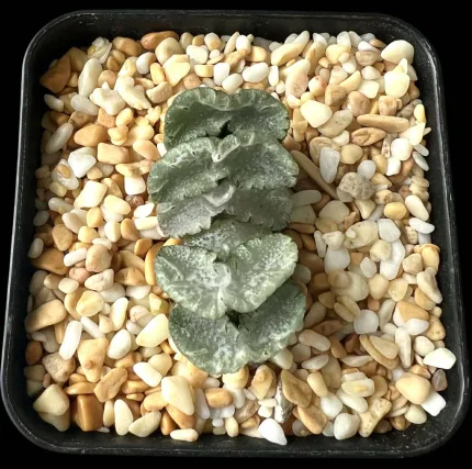 HAWORTHIA TRUNCATA WHITE HAINO - Image 2