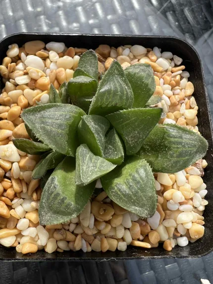 HAWORTHIA RETUSA HYBRID WITH OFF-SETS - Image 2