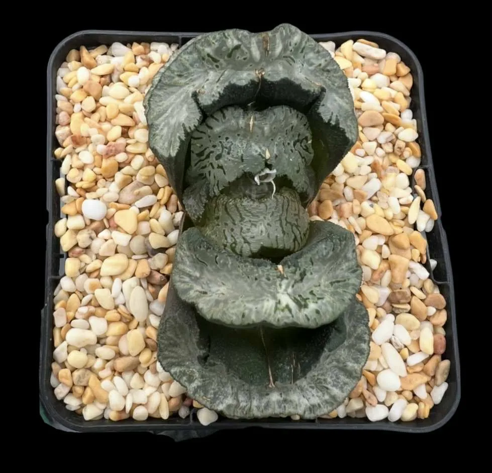 HAWORTHIA TRUNCATA WU ZETAN - 8cm