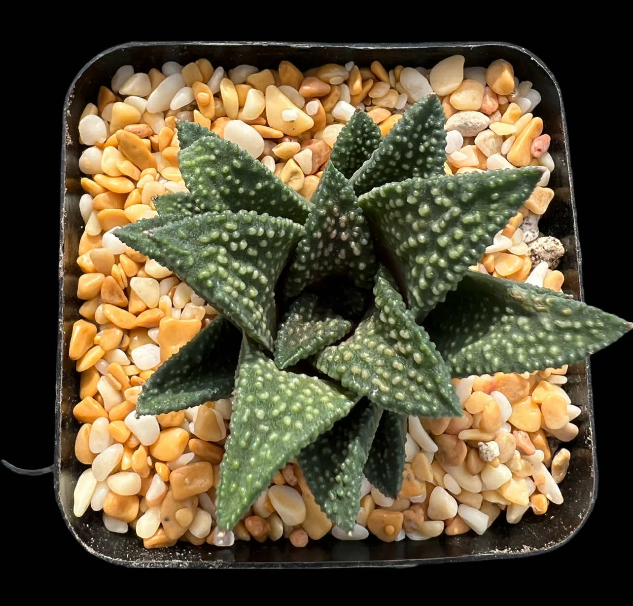 HAWORTHIA TIANYA - TENGAI