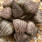 HAWORTHIA SEED GROWN PICTA 1 - EX RENNY