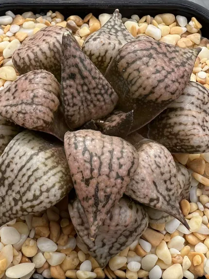 HAWORTHIA SEED GROWN PICTA 1 - EX RENNY
