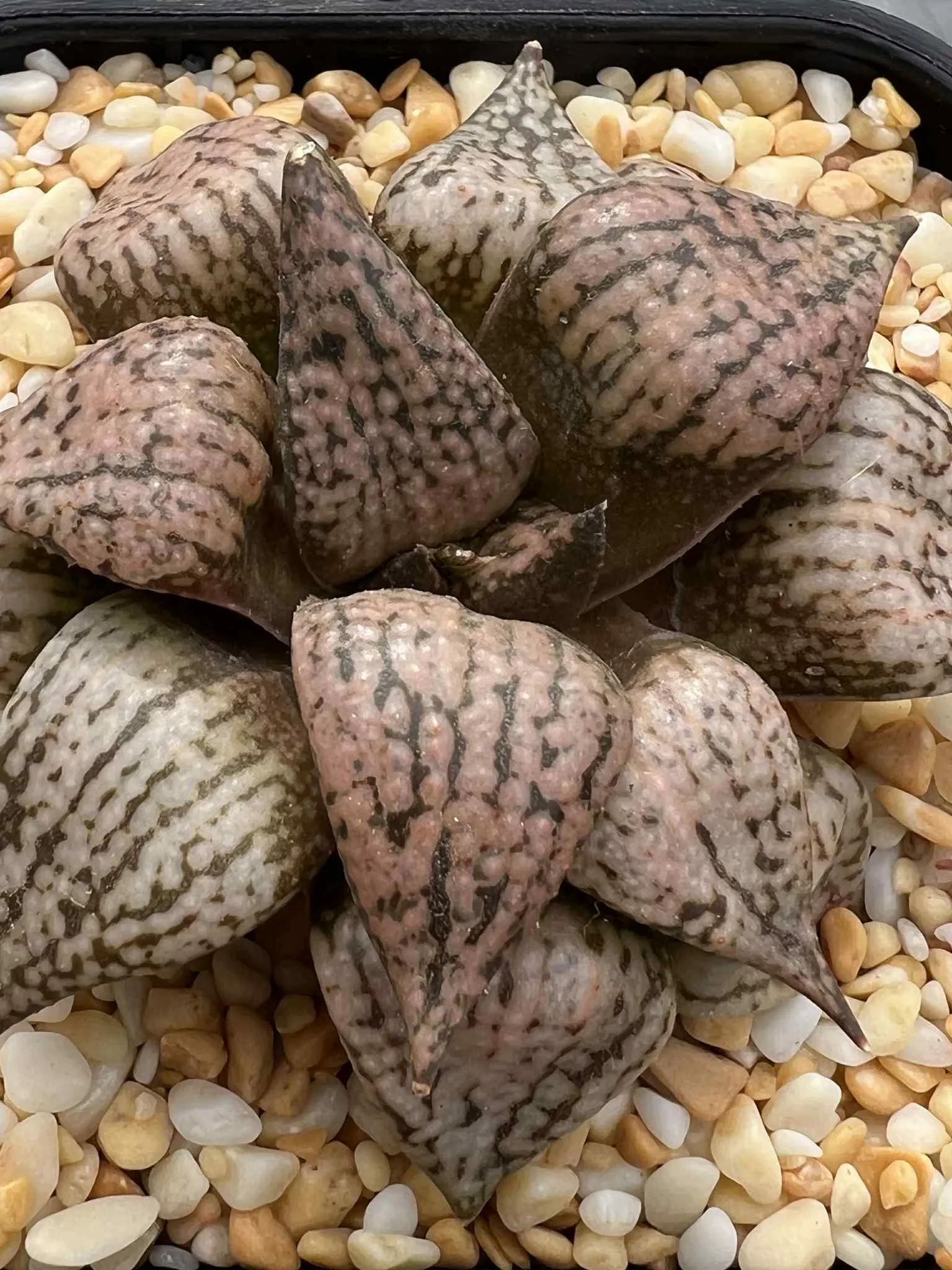 HAWORTHIA SEED GROWN PICTA 1 - EX RENNY