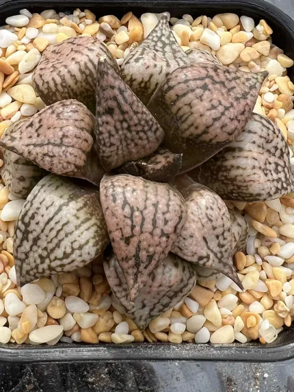 HAWORTHIA SEED GROWN PICTA 1 - EX RENNY - Image 3