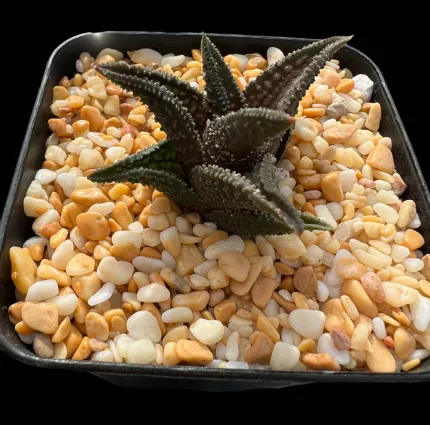 HAWORTHIOPSIS ONIGAWARA - Image 2