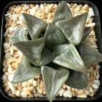 HAWORTHIA ATROFUSCA RED LINES