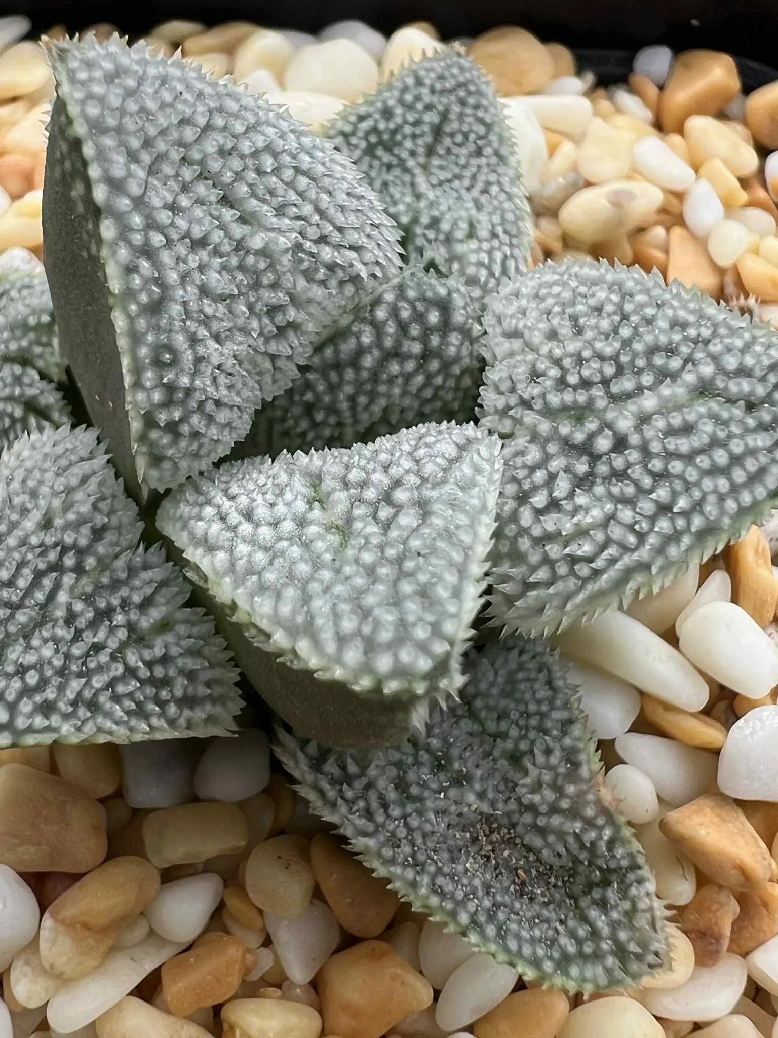 HAWORTHIA SNOW DANCE
