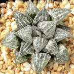 HAWORTHIA YUKI-KESHIKI