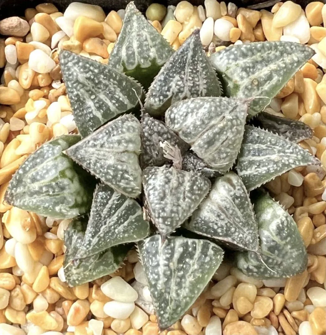 HAWORTHIA YUKI-KESHIKI