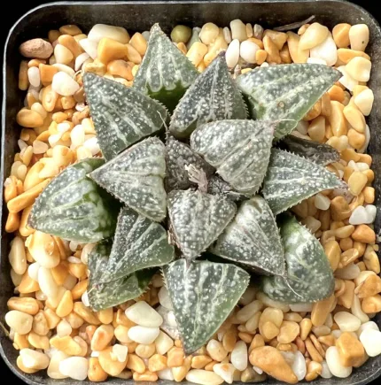 HAWORTHIA YUKI-KESHIKI - Image 2