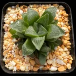 HAWORTHIA RETUSA HYBRID WITH OFF-SETS