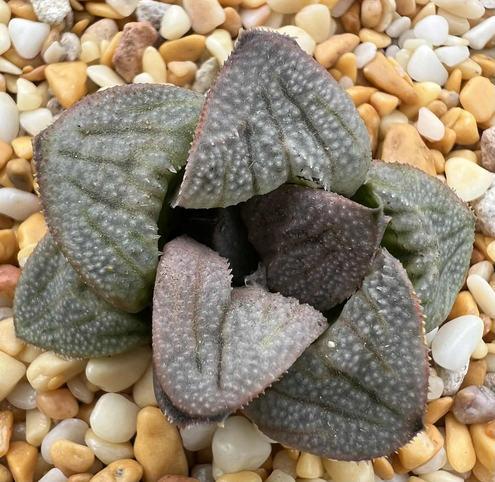 HAWORTHIA SPLENDENS ARIES