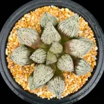 HAWORTHIA SNOW LADY - 13cm