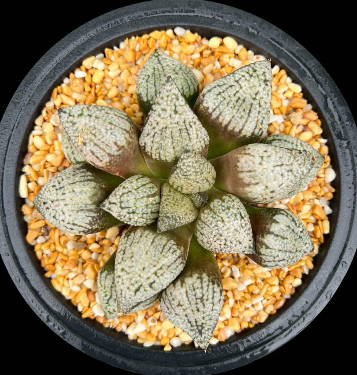 HAWORTHIA SNOW LADY - 13cm