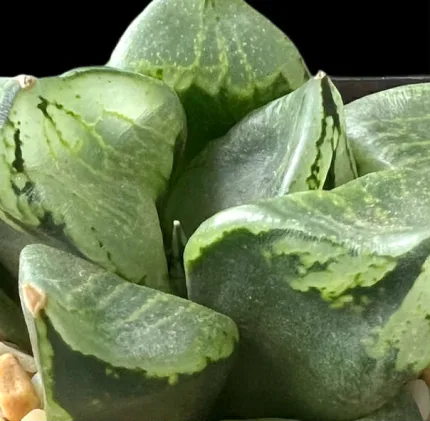 HAWORTHIA URAHANYA - Image 3