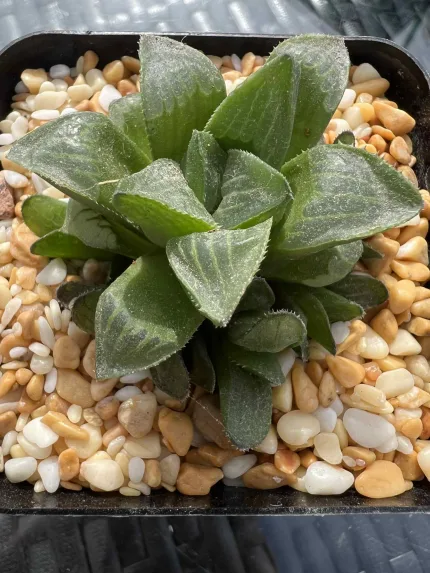 HAWORTHIA RETUSA HYBRID WITH OFF-SETS - Image 3