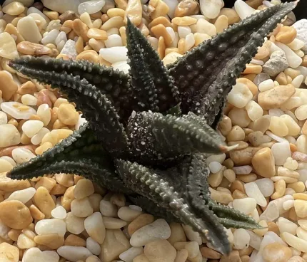 HAWORTHIOPSIS ONIGAWARA