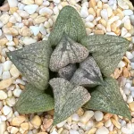 HAWORTHIA SPLENDENS HYBRID (GM) - 7CM POT