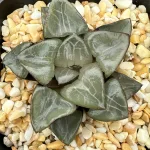 HAWORTHIA  ATHENA - 7CM POT